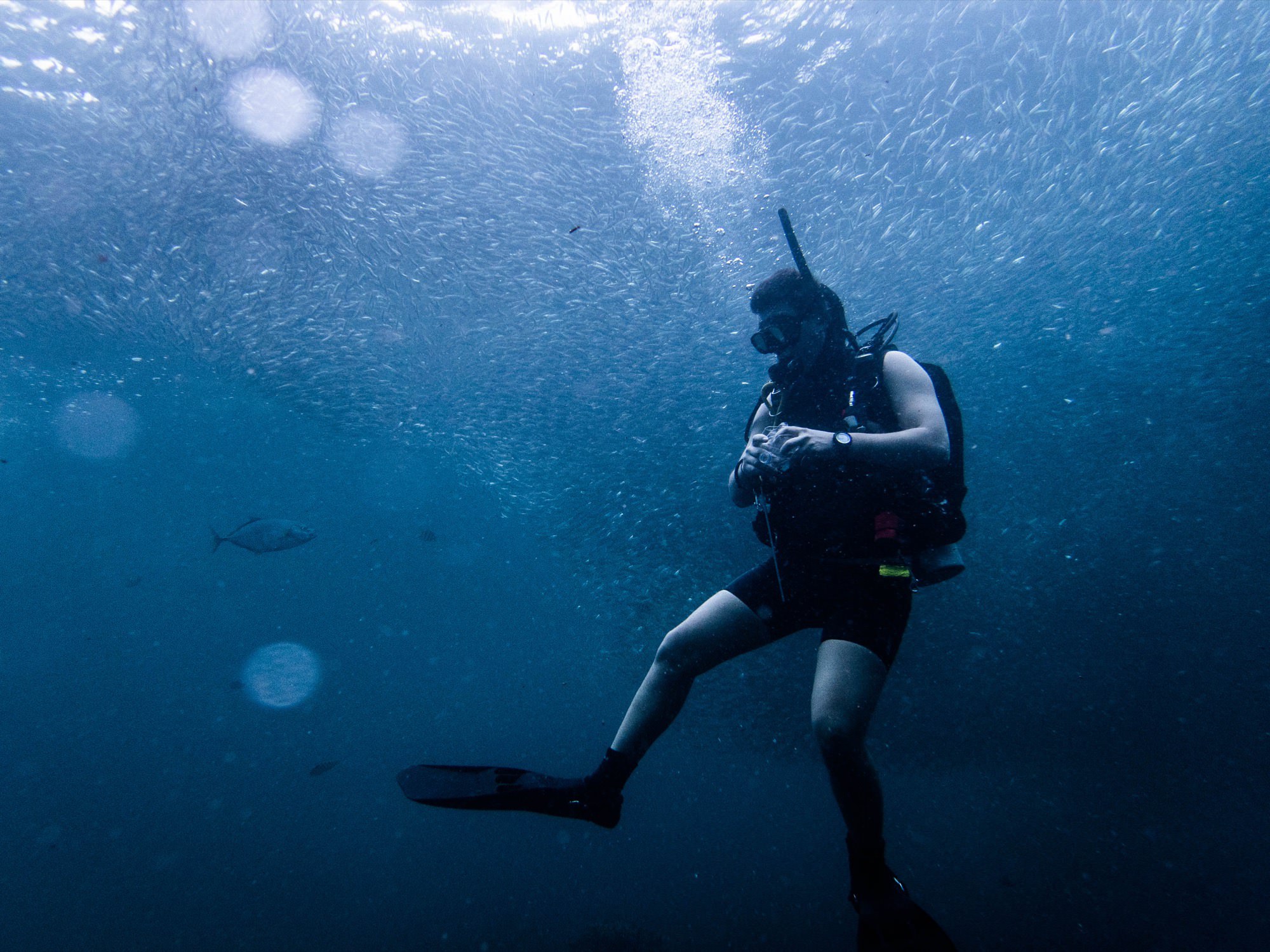 菲律宾 | 18米深蓝:薄荷岛&宿务 OW潜水旅行